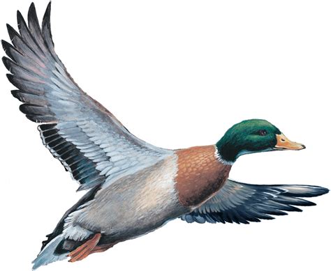 Transparent Flying Duck Png Find High Quality Flying Duck Clipart