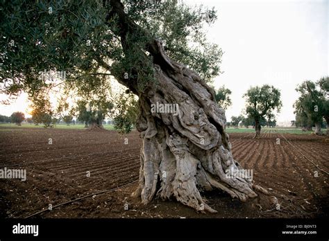 Old Olive Tree On Field In Italy Stock Photo Alamy