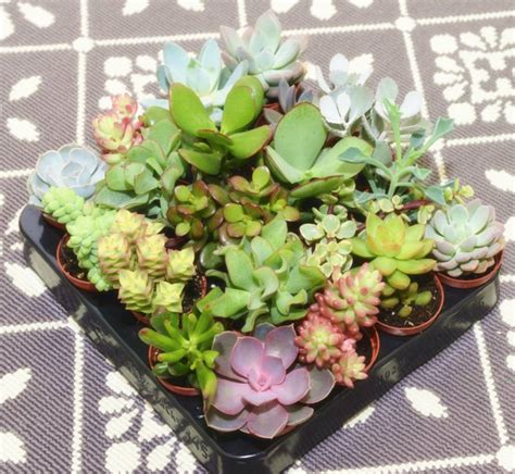 I love cacti and succulents and as my ever growing collection took up so much space i decided to do another cactus & succulent terrarium. Four Mini Planters With Succulents Or Cacti By Dinga Ding ...