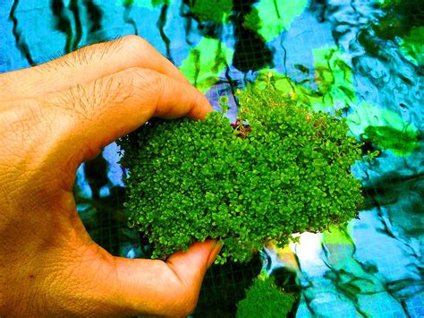 Aquascape merupakan seni menghias aquarium, mulai dari mengatur dan menata tanaman air, karang, bebatuan dan dan sejenisnya. Jual Cuba karpet tanaman air - aquascape Hemianthus cuba ...