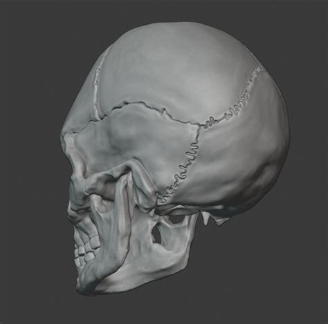Skull 3d Print Model High Resolution Etsy