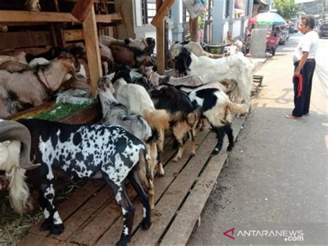 Kisah Para Pemulung Beli Lunas Kambing Kurban Pakai Uang Receh