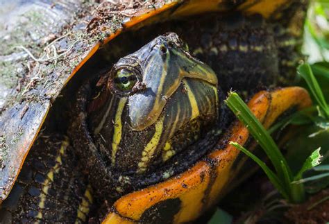 Caring For Yellow Bellied Sliders As Pet Turtles