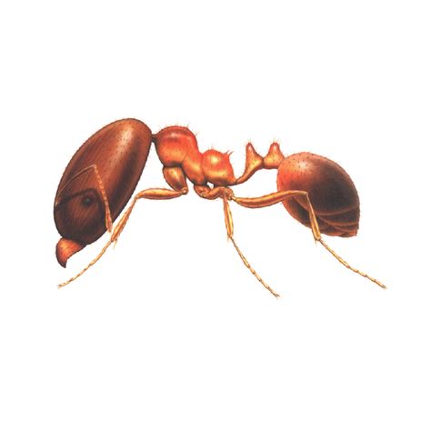 Big Headed Ant Northeast Exterminators