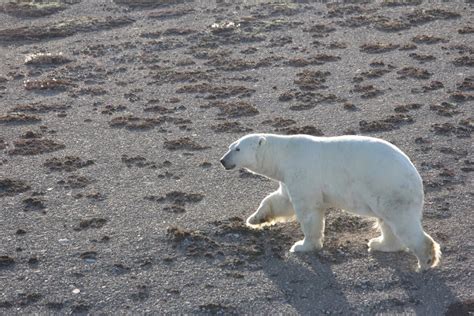 Polar Bear Populations Can Be Monitored By Satellite Cbc News