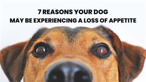 7 Reasons Why Your Dog May Be Experiencing A Loss Of Appetite Youtube