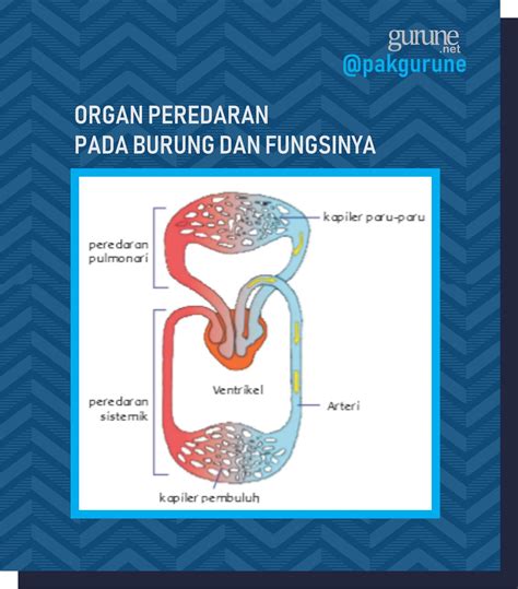Organ Peredaran Darah pada Burung dan Fungsinya - Gurune.net