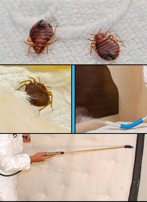 Pestrgone Specialise In Bed Bug Extermination Services Serving The