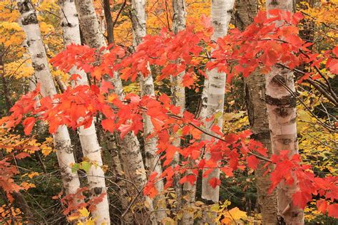 Northern Hardwood Forest In Autumn Photograph By John Burk Fine Art