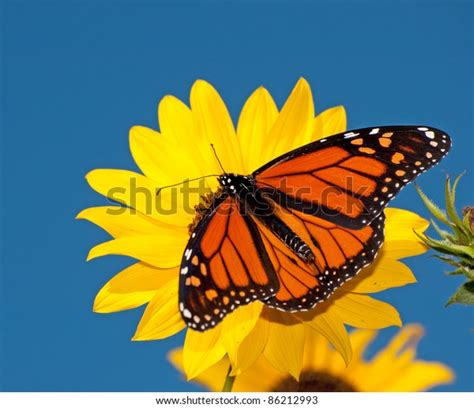 Dorsal View Male Monarch Butterfly Feeding Stock Photo 86212993