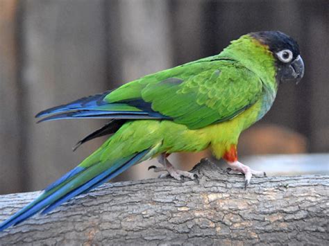 Aratinga Nenday Nanday Conure In Novosibirsk Zoo