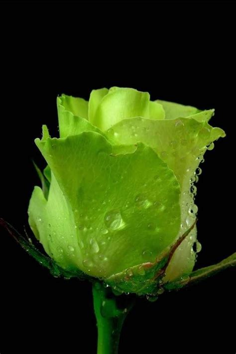 Green Rose Repin By Green Roses Pinterest