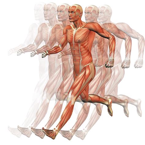 anatomia aplicada sistemas del cuerpo humano hot sex picture