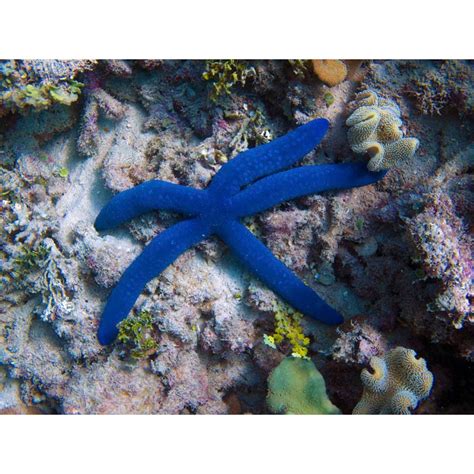 Stea Linckia Laevigata Blue Sea Star