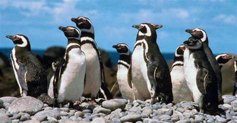 Magellanic Penguin Facts Magellanic Penguins Habitat And Diet