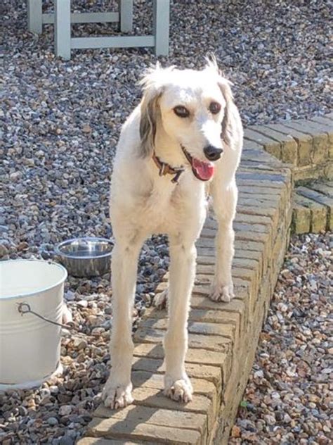 skyla 1 2 year old female saluki cross available for adoption