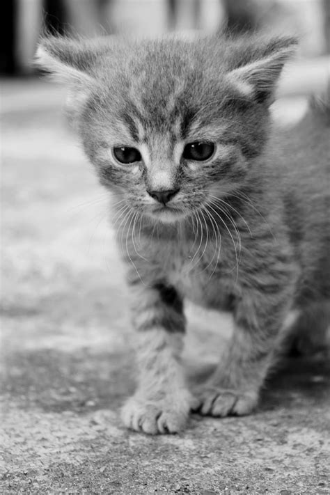 Mewarnai gambar burung kakak tua untuk anak paud tk dan sd mi via mewarnaigambar123.blogspot.com. Anak Kucing Dimakan Oleh Ibunya. Punca Dan Teori Mengikut ...