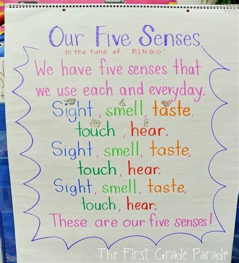 5 Senses Song To The Tube Of Bingo Five Senses Preschool Five Senses
