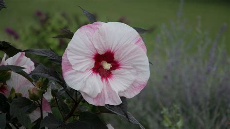 Summerific® Perfect Storm Hibiscus Plant Addicts