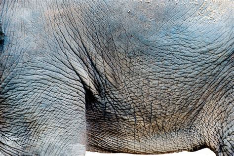 Elephant Wrinkled Skin Stock Photo Download Image Now 2015