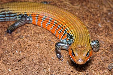 8 Fascinating And Fun Skink Facts You Never Knew Pet Keen