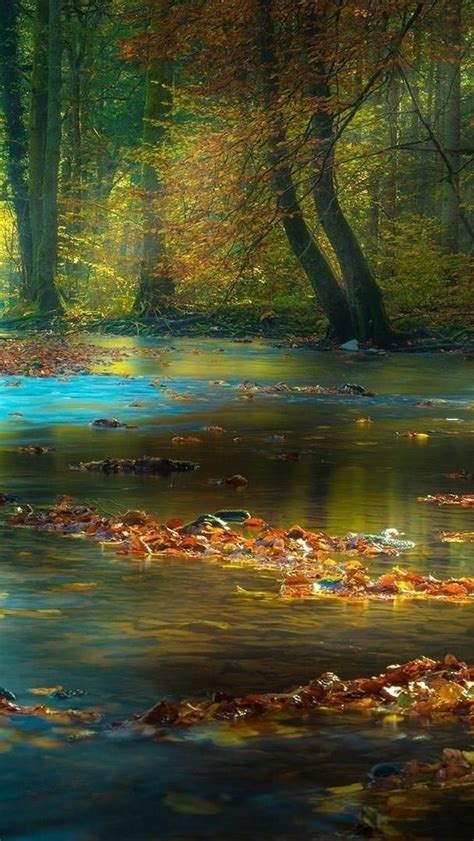 Enchanted Autumn Forest Stream Backiee