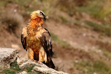 Der bartgeier gypaetus barbatus ist ein greifvogel aus der familie der habichtartigen (accipitridae). Bartgeier Foto & Bild | tiere, wildlife, natur Bilder auf fotocommunity