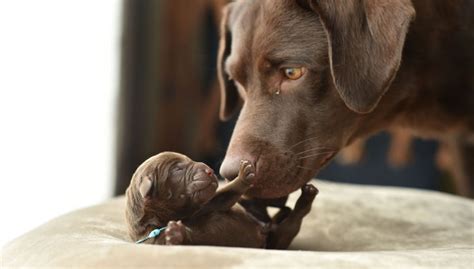 Best Age To Separate A Puppy From Its Mother Top Dog Tips