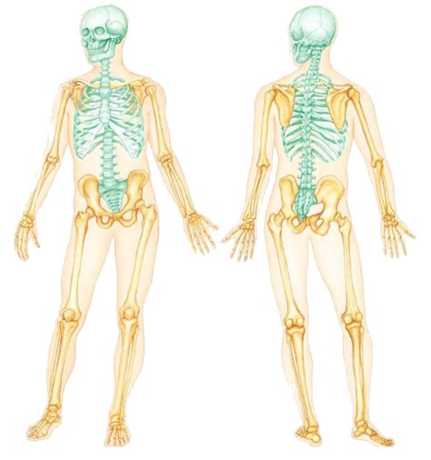 Appendicular Skeleton Full View