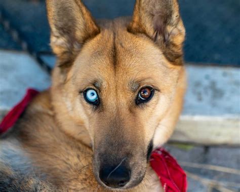 German Shepherd Husky Mix Breed Information Guide Your Dog Advisor