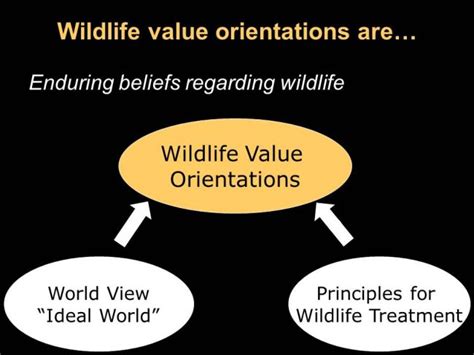 What Are Wildlife Value Orientations Americas Wildlife Values