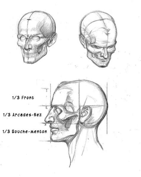 164 Best Anatomy Study Head Neck And Face Images On Pinterest