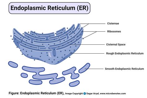 Labelled Diagram Of Endoplasmic Reticulum