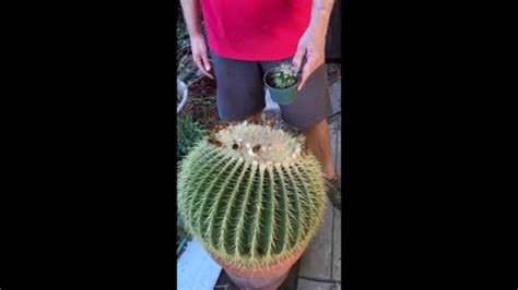 Repotting A Giant Golden Barrel Cactus Youtube