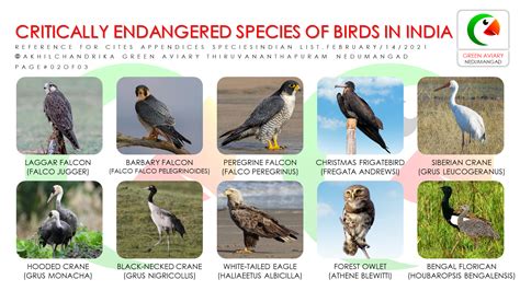 Critically Endangered Species Of Birds In India