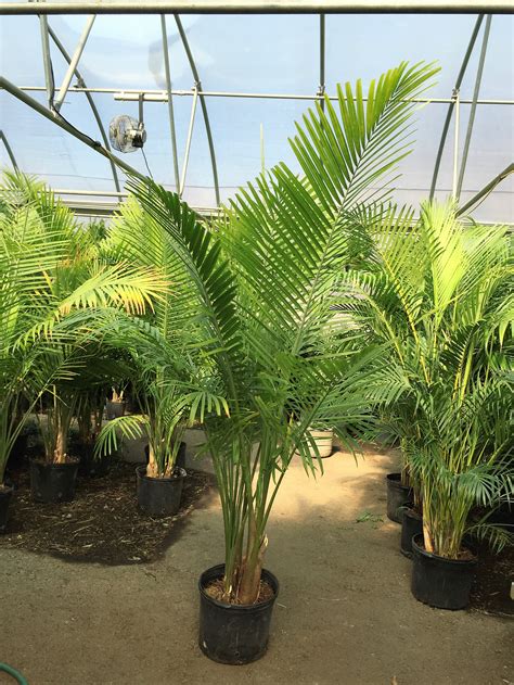 Majesty Palm 6ft Spring Valley Floral