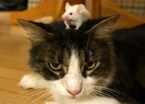 Mice Can Lose Innate Fear Of Cats Bbc News