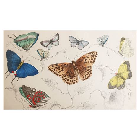 Original Antique Print Of Butterflies 1847 Unframed For Sale At 1stdibs