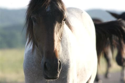 Gaze | An animal's eyes have the power to speak a great lang… | Flickr