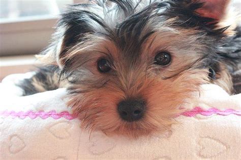 Puppies for sale near maryland your search returned the following puppies for sale. Morkie Puppies For Sale in Maryland, MD. Teacup, Tiny Toy ...