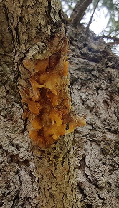 Cytospora Canker What Is Cytospora Canker And How Is It Treated Davey Tree