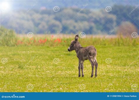 Brown Baby Donkey On The Floral Meadow In Spring Stock Photo Image Of