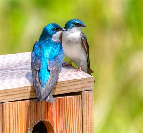 Birding in Maryland | Audubon Maryland-DC