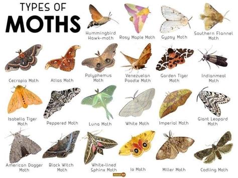 Pin By Amy Elad On Awe Some Animals Types Of Moths Moth Moth Facts