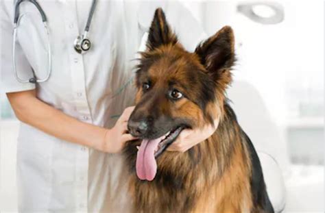 Ultimate Guide for Dog Health Insurance Cost - All Pet Lover
