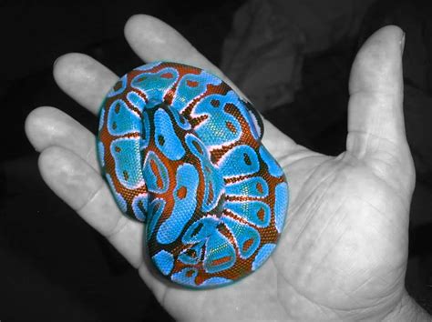 Super Rare Blue Ball Python Morph Ball Python Morphs Ball Python
