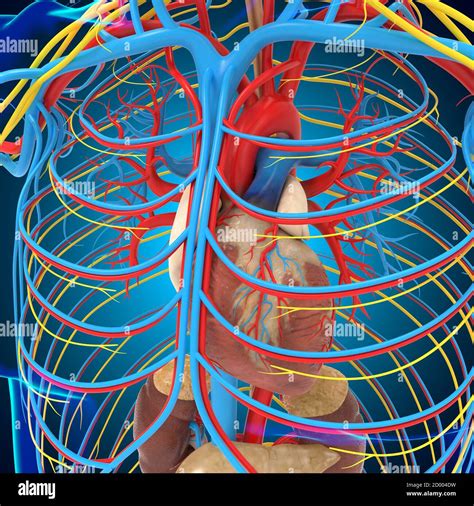 Human Circulatory System Anatomy With Heart For Medical Concept 3d