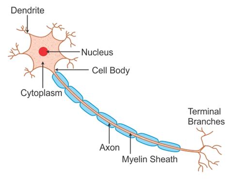 Human Nerve Cell Diagram
