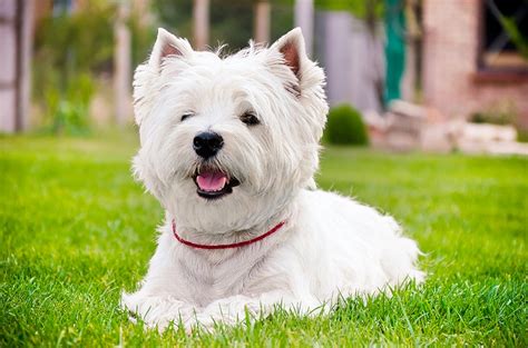 Puppies for adoption are regularly added to dogsblog.com. Westie Rescue Scheme