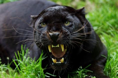 150 Black Panthers On Loose In Britain Daily Star